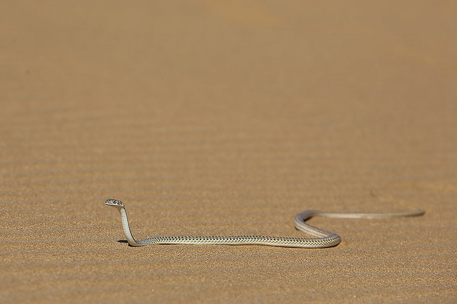 Bei einer „living desert tour“ in Swakopmund kann man diese beeindruckende Schlange gezeigt bekommen – und fotografieren.