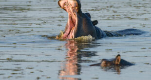 Ein Flusspferd demonstriert seine Stärke