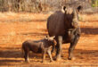 Nashorn mit Kalb im Mkomazi Nationalpark