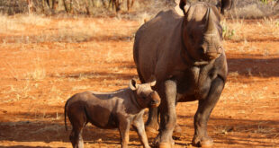 Nashorn mit Kalb im Mkomazi Nationalpark